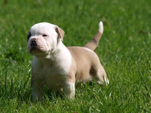 american bulldog pup